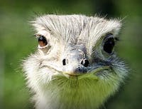 Picture of ostrich5