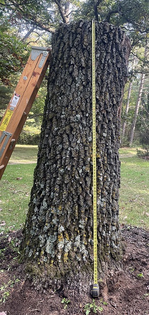 Picture of a original tree