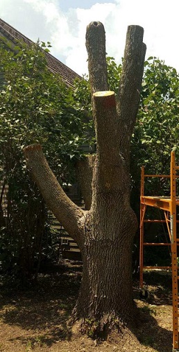 PPicture of a original tree