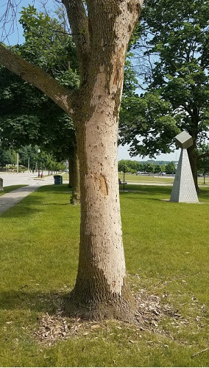 Picture of a original tree