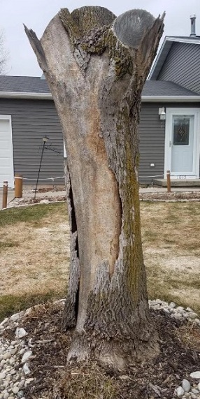 Picture of a original tree