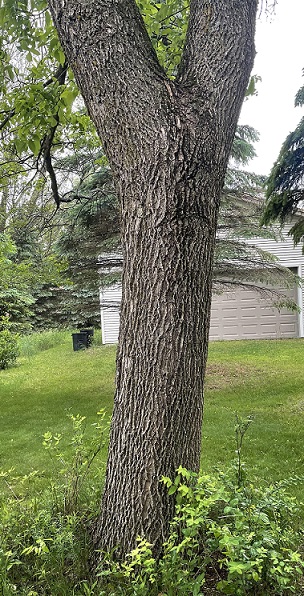 Picture of a original tree