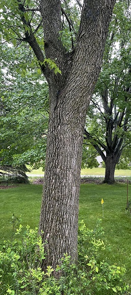 Picture of a original tree