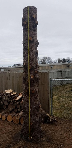 Picture of a original tree
