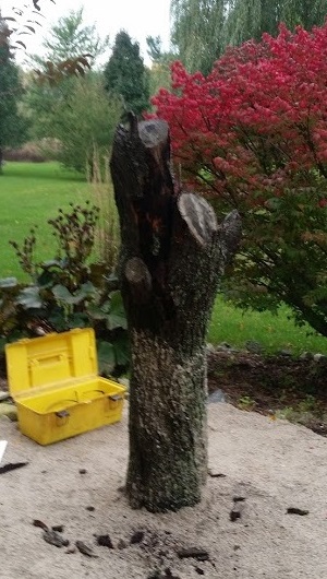 Picture of a original tree